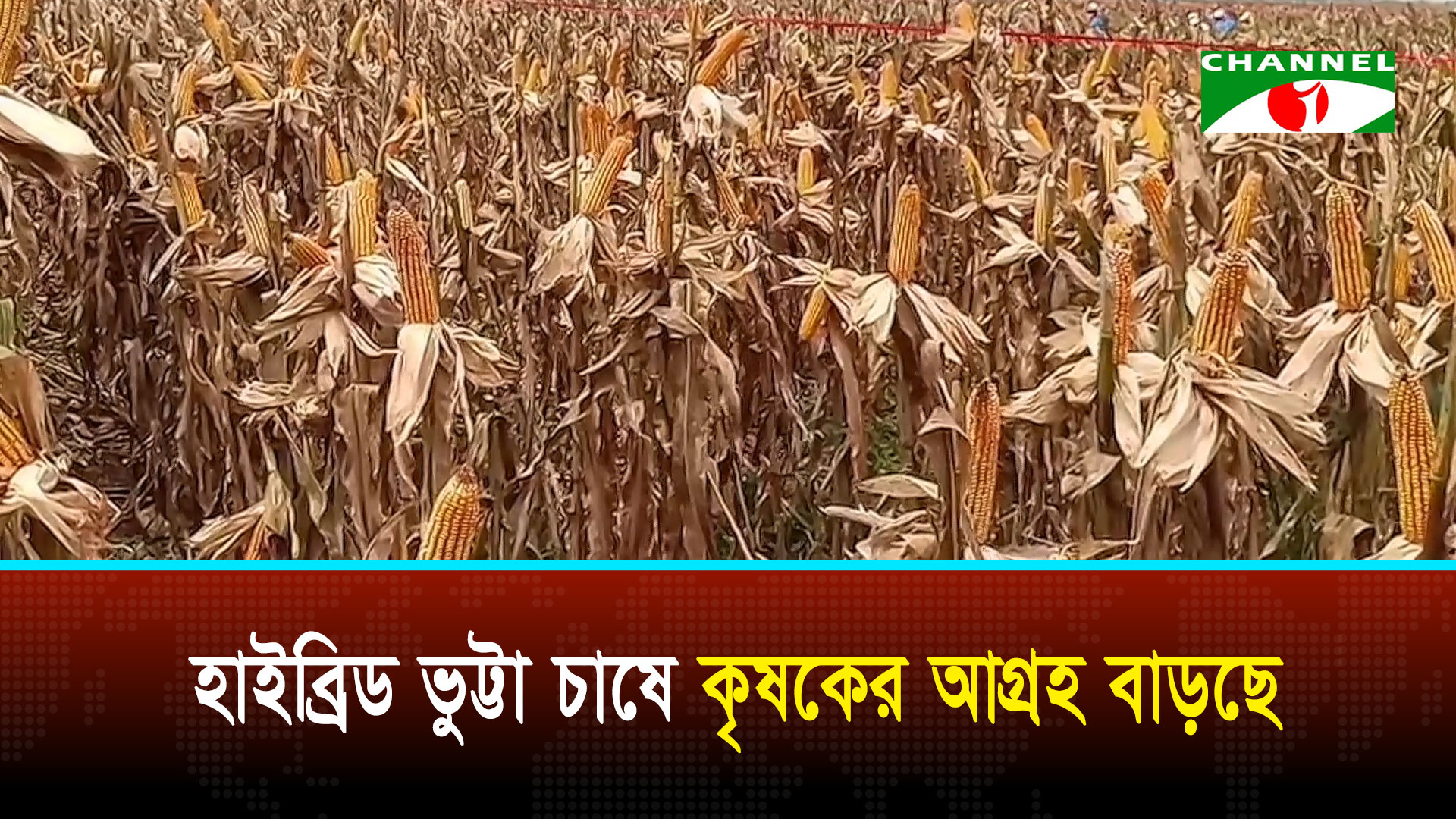 চুয়াডাঙ্গায় বিএডিসির হাইব্রিড ভুট্টা চাষে কৃষকের আগ্রহ বাড়ছে