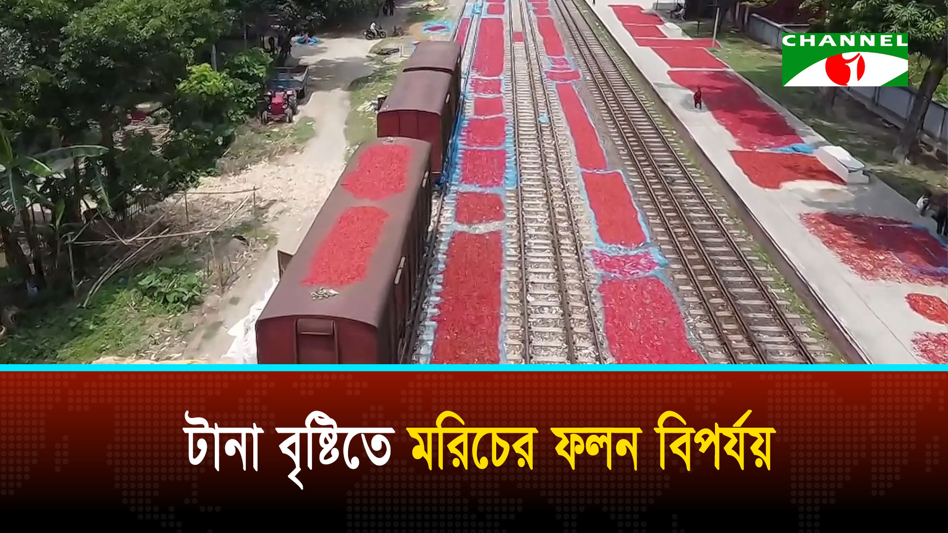 ঠাকুরগাঁওয়ে মরিচের ফলনে ধস, দুশ্চিন্তায় কৃষক