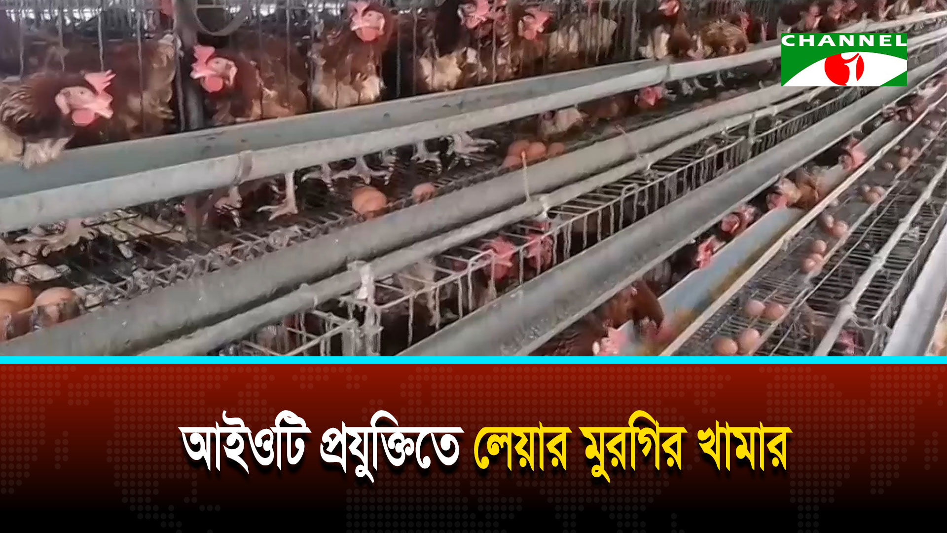 দিনাজপুরে আই ও টি প্রযুক্তিতে লেয়ার মুরগি খামার