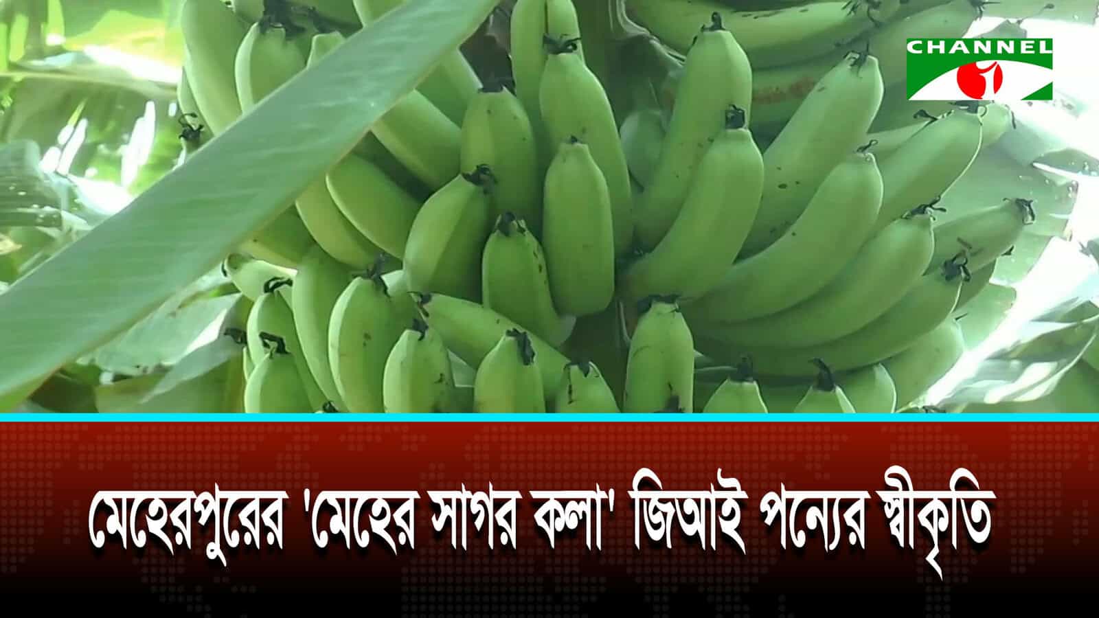 মেহেরপুরের “মেহের সাগর কলার” জিআই পণ্যের স্বীকৃতিতে উচ্ছ্বসিত চাষী
