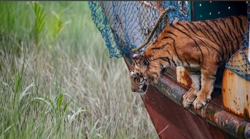 চিকিৎসা শেষে সুন্দরবনে ফিরল আহত বাঘিনী