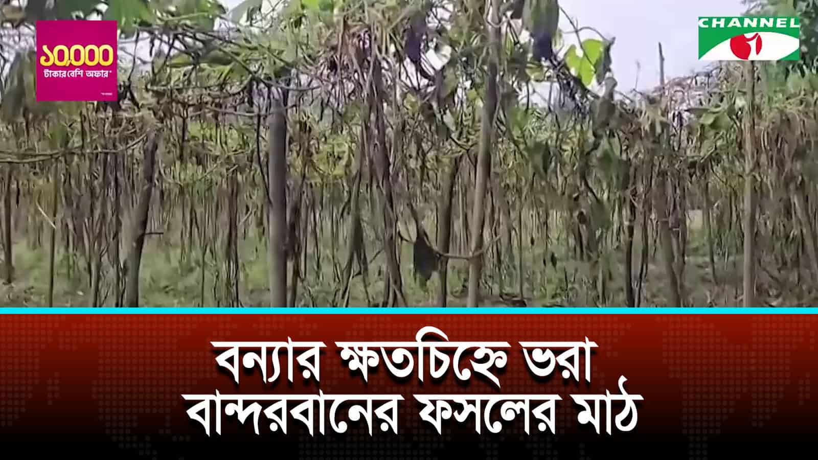 বন্যার ক্ষতচিহ্ন ভরা বান্দরবানের ফসলের মাঠ