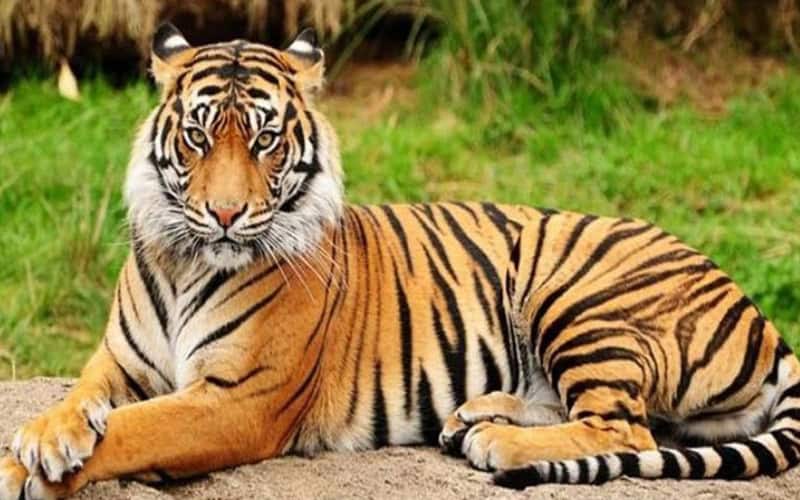 বিশ্ব বাঘ দিবস: সুন্দরবনে এখন ১২৫টি বাঘ, একসময় শিকার ছিল ‘বীরত্বের’ প্রতীক