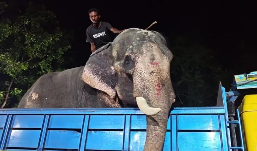 প্রধানমন্ত্রীর নির্দেশে চিড়িয়াখানায় গেল সার্কাসের হাতি ‘বাদশা বাহাদুর’