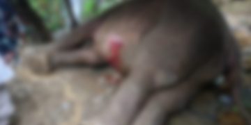 বন্য হাতি