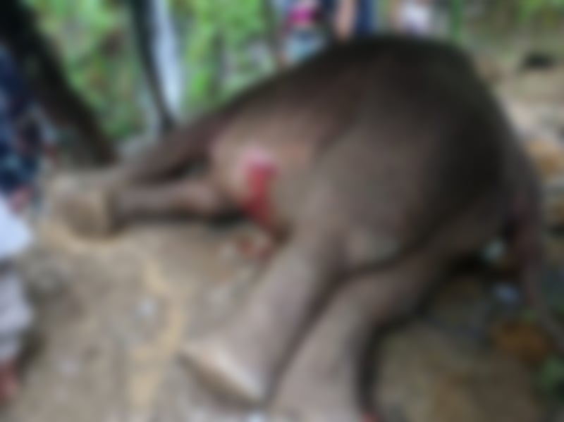 প্রধানমন্ত্রীর নির্দেশে চিকিৎসা চলছে পাহাড় থেকে পড়ে আহত সেই বন্য হাতির | চ্যানেল আই অনলাইন