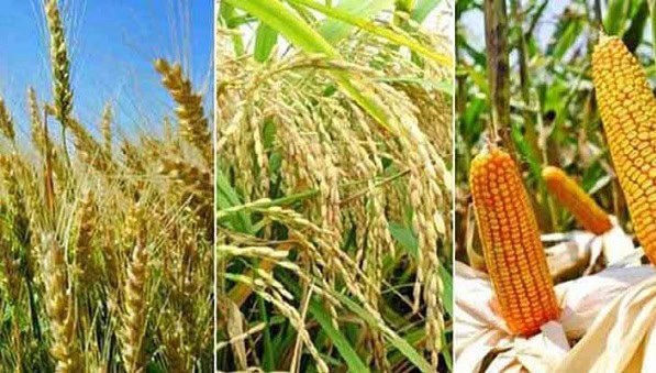 খাদ্য উৎপাদনের বড় ধরনের ঝুঁকির মুখে বাংলাদেশ: ডব্লিউএফপি