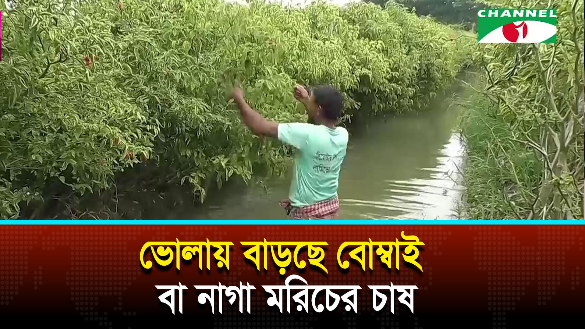 ভোলায় বাড়ছে বোম্বাই বা নাগা মরিচের চাষ