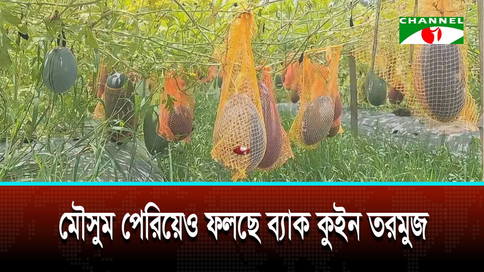 অসময়ে ফলছে ব্ল্যাক কুইন তরমুজ, বদলাচ্ছে কৃষকের ভাগ্য
