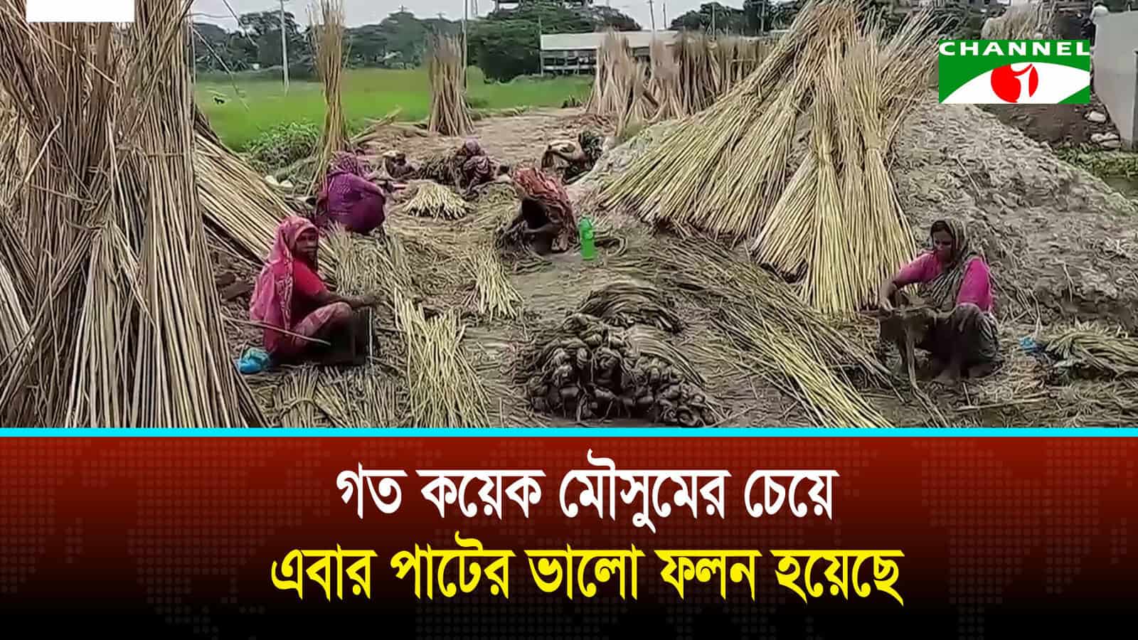 পাট কাটায় ব্যস্ত শরীয়তপুরের কৃষক