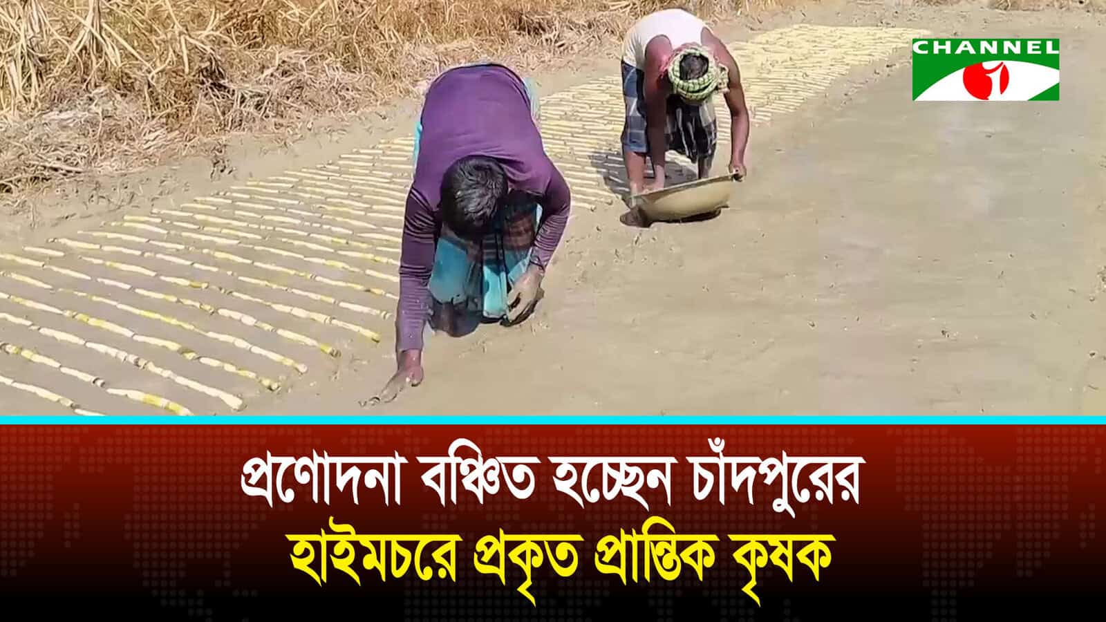 প্রণোদনা বঞ্চিত হচ্ছেন চাঁদপুরের হাইমচরে প্রকৃত প্রান্তিক কৃষক