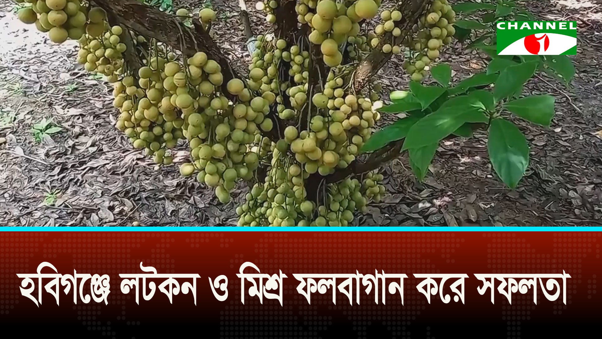 হবিগঞ্জে লটকন ও মিশ্র ফলবাগান করে সফলতা