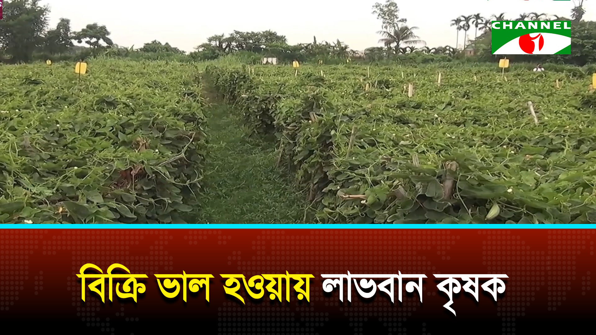 পটল চাষে ধামরাইয়ের কৃষকদের সাফল্য