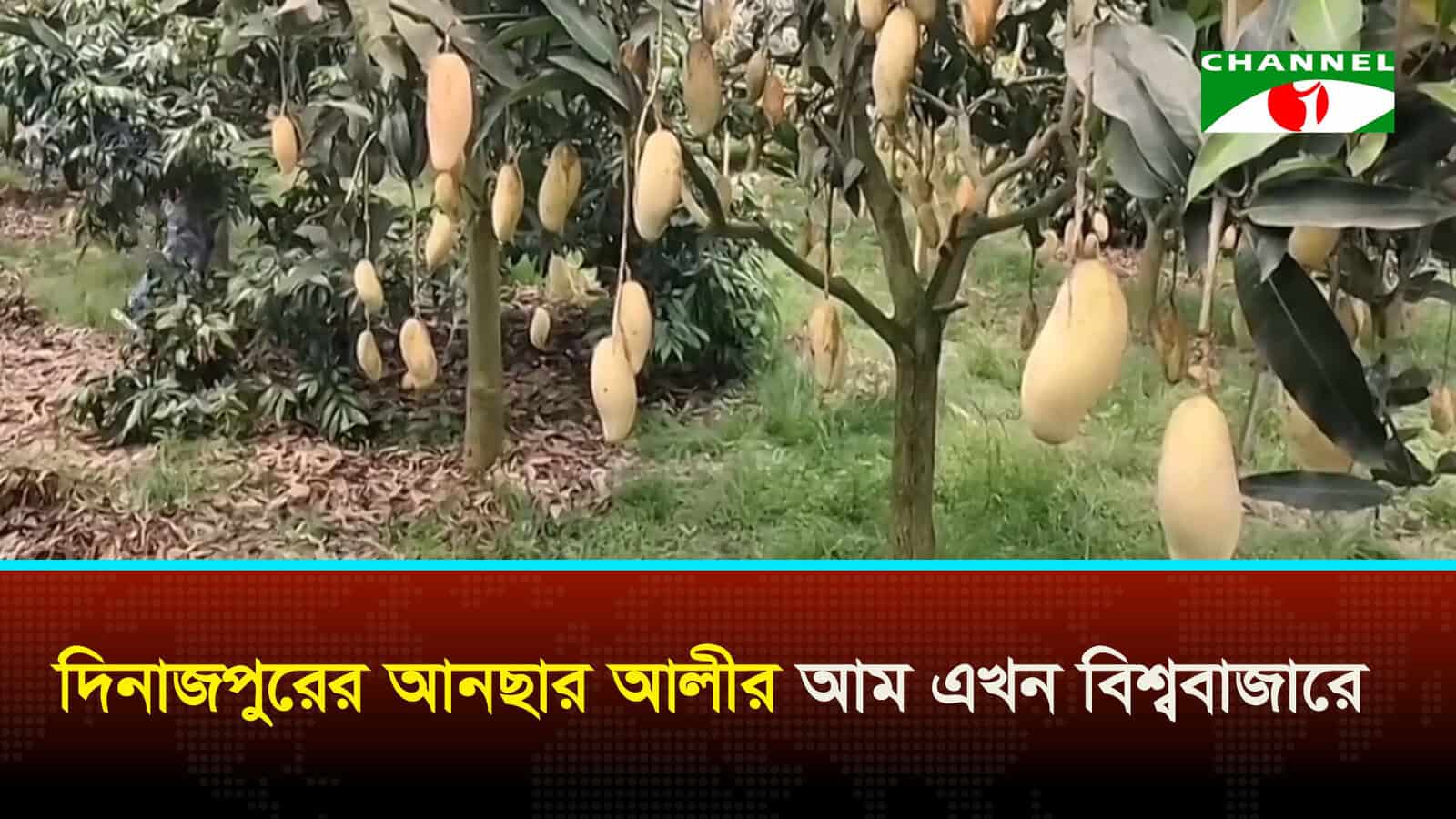 দিনাজপুরের আনছার আলীর আম এখন বিশ্ববাজারে
