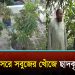 ছাদকৃষি হয়ে উঠছে মানসিক প্রশান্তির নির্ভরযোগ্য মাধ্যম
