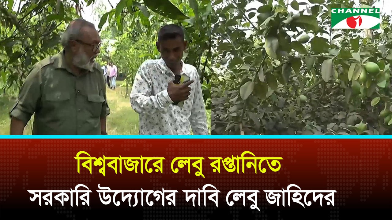 বিশ্ববাজারে লেবু রপ্তানিতে সরকারি উদ্যোগের দাবি লেবু জাহিদের