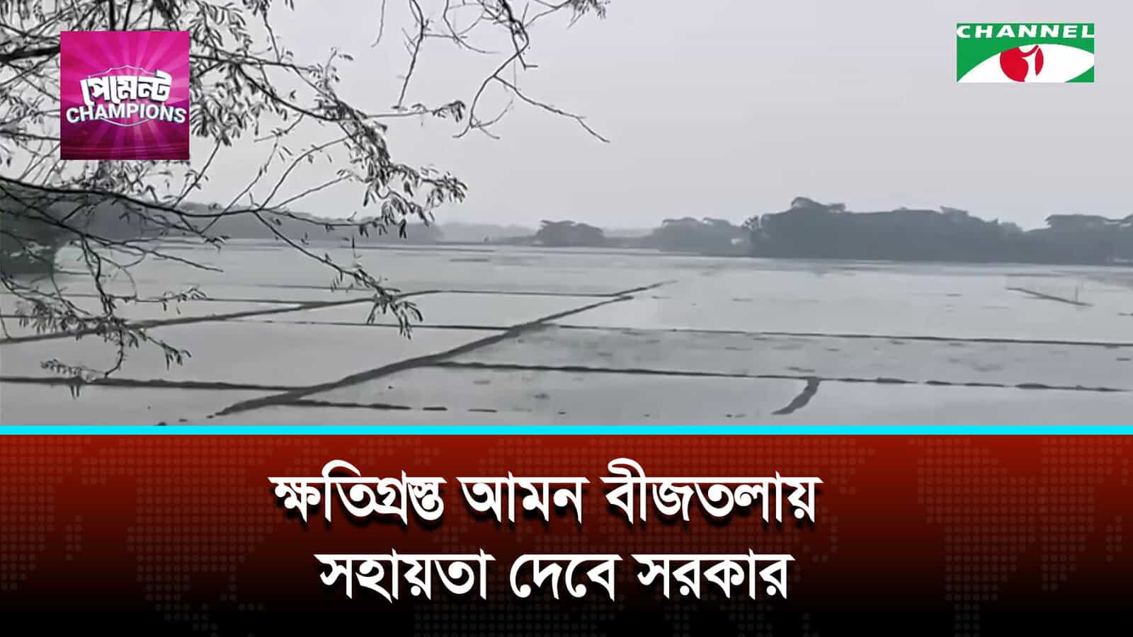 ক্ষতিগ্রস্ত আমন বীজতলায় সহায়তা দেবে সরকার