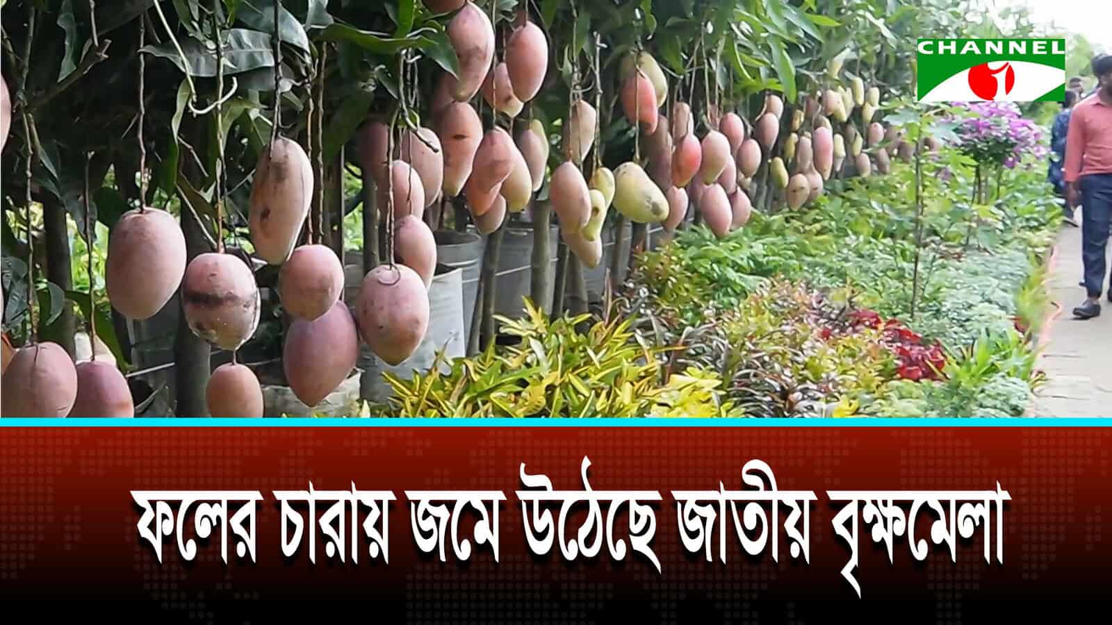 বৃক্ষমেলায় ছাদকৃষি উপযোগী চারা ও সরঞ্জাম বিক্রি বেড়েছে