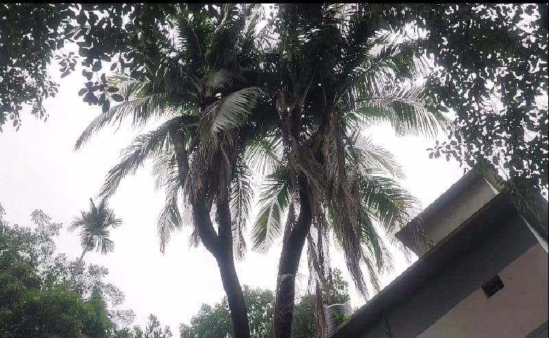 সাত শাখার বিরল নারিকেল গাছ, দেখতে ভিড় করছেন শত শত মানুষ