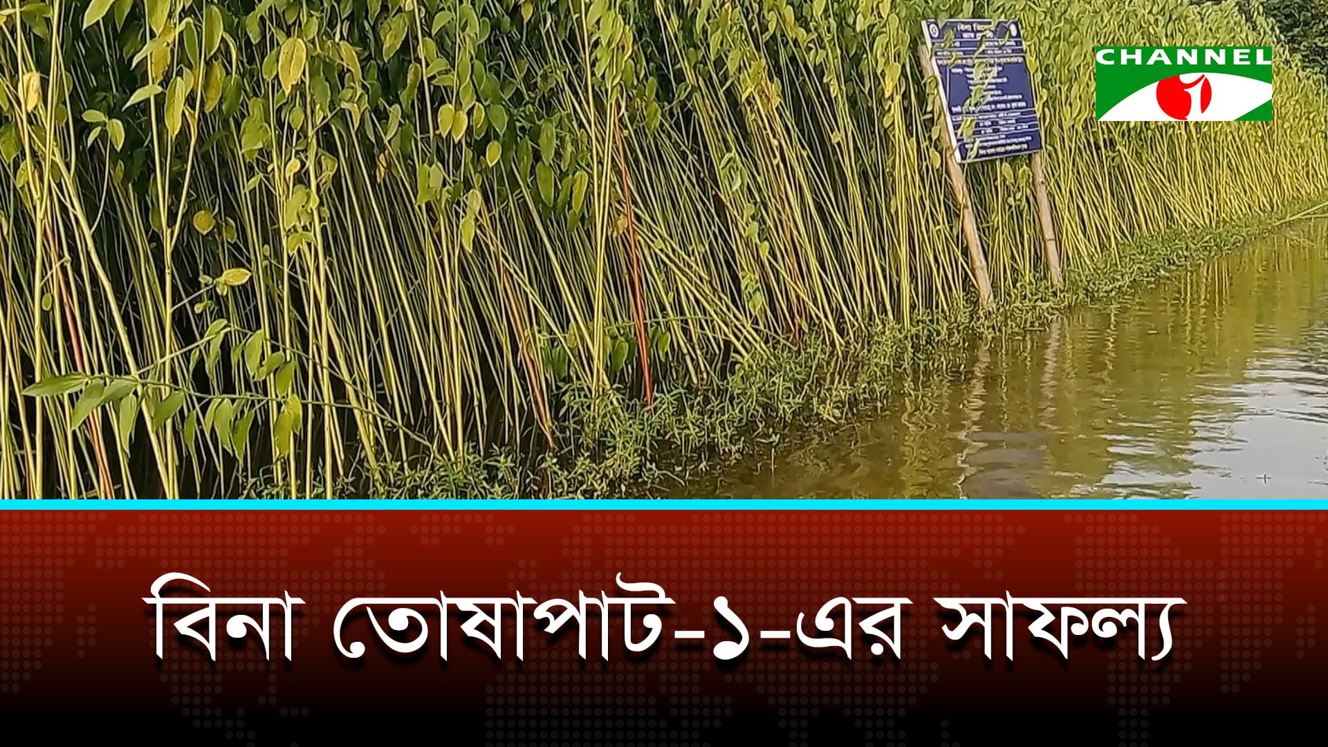 আগাম ফলন ও উন্নত আঁশ, বিনা তোষাপাট ১ এ ঝুঁকছেন কৃষক