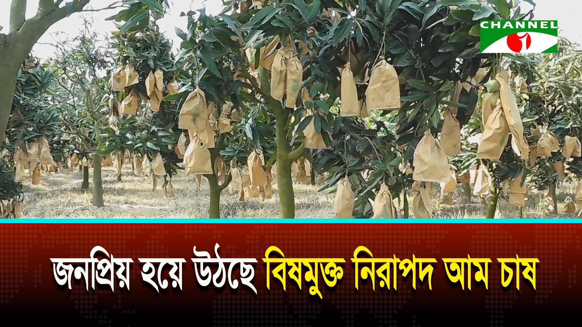চাঁপাইনবাবগঞ্জে জনপ্রিয় হয়ে উঠছে বিষমুক্ত নিরাপদ আম চাষ