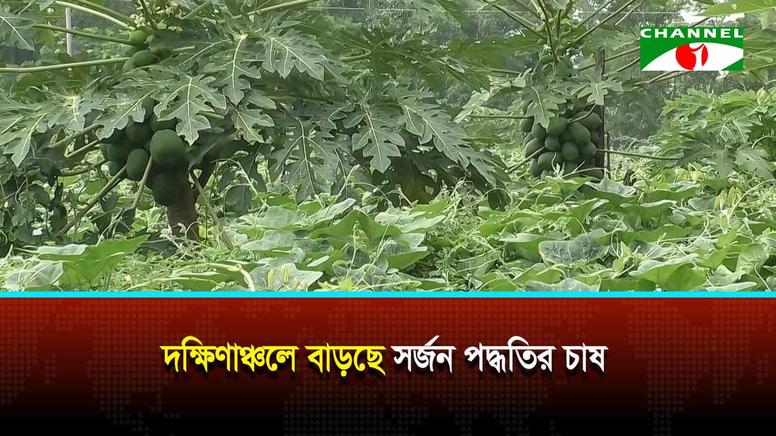 দক্ষিণাঞ্চলে বাড়ছে সর্জন পদ্ধতির চাষ