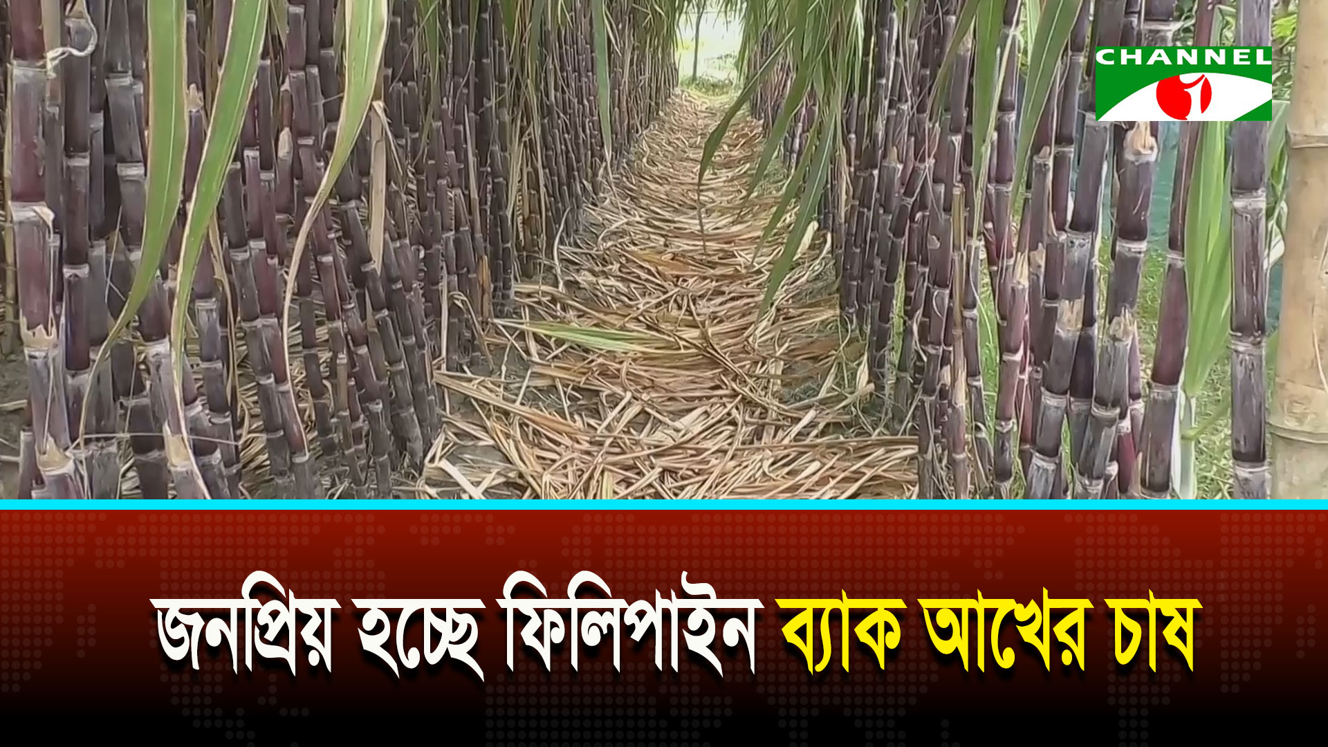 দেশে বাণিজ্যিকভাবে জনপ্রিয় হচ্ছে ফিলিপাইন ব্ল্যাক আখের চাষ