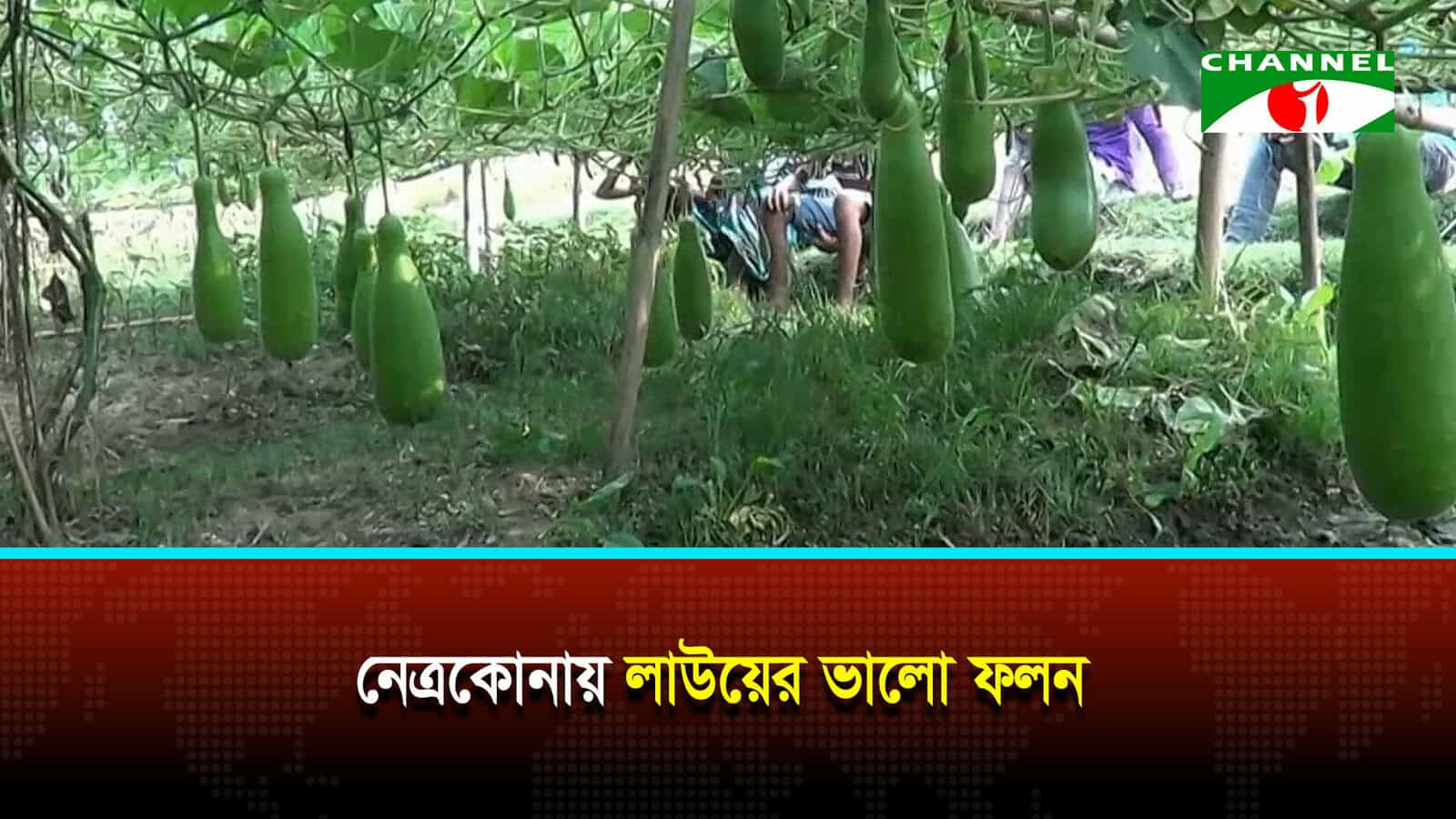 নেত্রকোনায় লাউয়ের ভালো ফলন