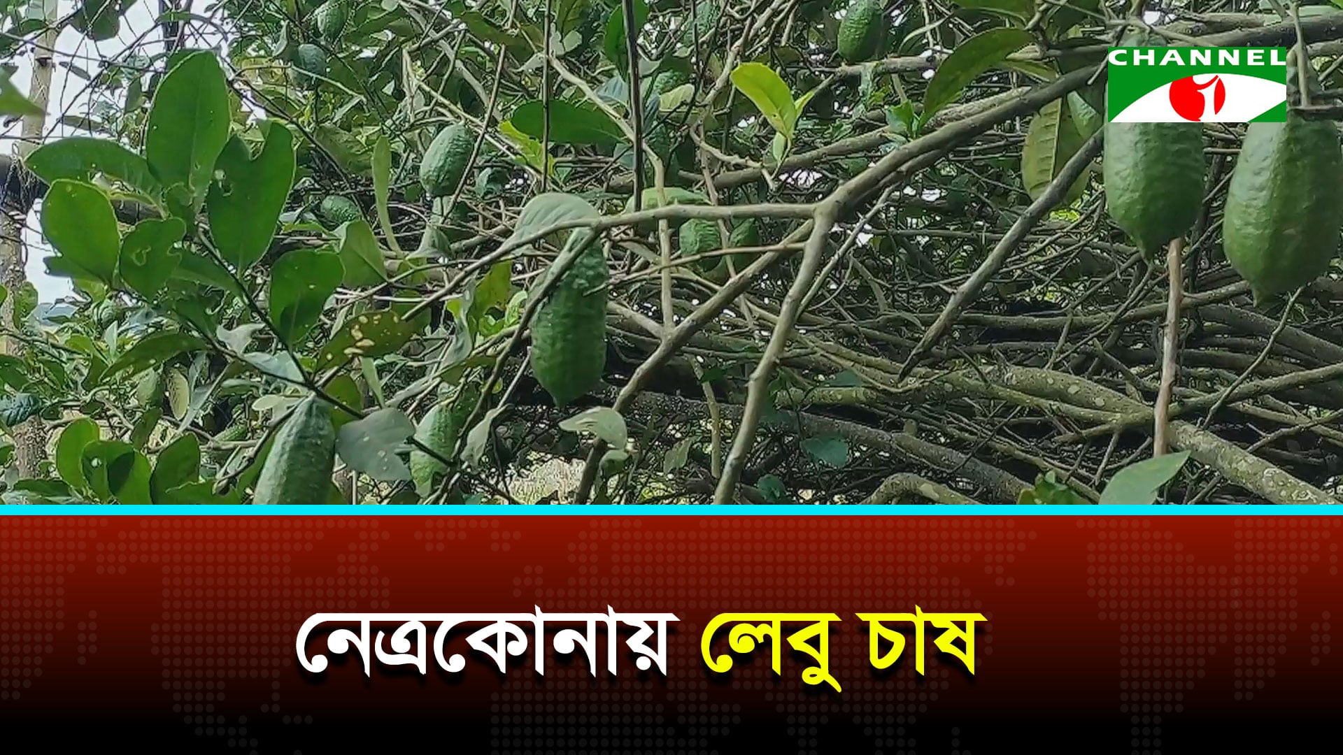 নেত্রকোনায় লেবু চাষ করে স্বাবলম্বী
