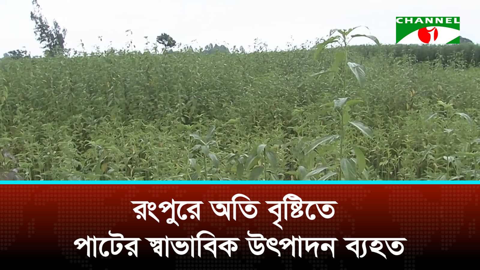রংপুরে অতি বৃষ্টিতে পাটের স্বাভাবিক উৎপাদন ব্যহত