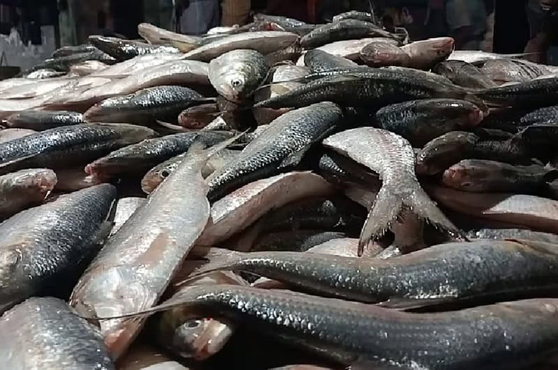 জালের এক টানে ৪৬ মণ ইলিশ, বিক্রি ৪৮ লাখের বেশি