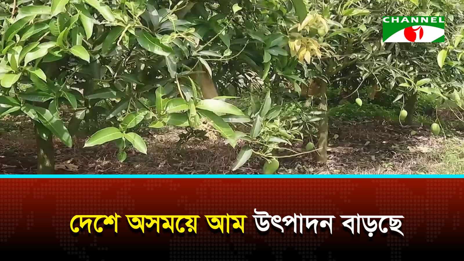 দেশে অসময়ে আম উৎপাদন বাড়ছে