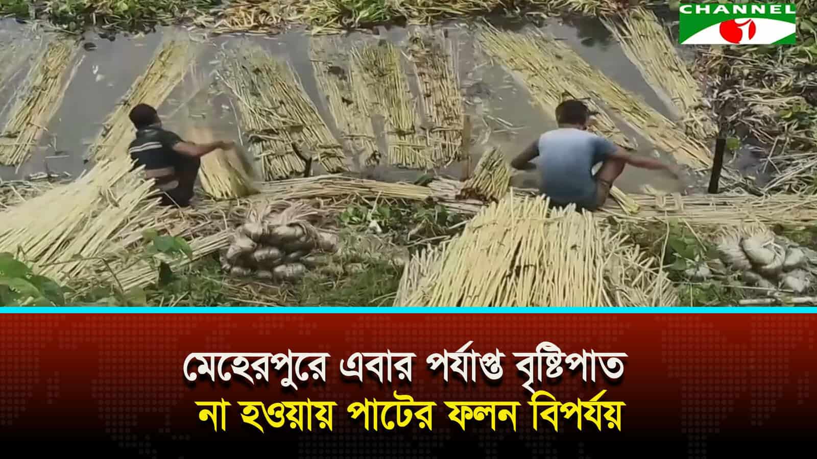 মেহেরপুরে এবার পর্যাপ্ত বৃষ্টিপাত না হওয়ায় পাটের ফলন বিপর্যয়