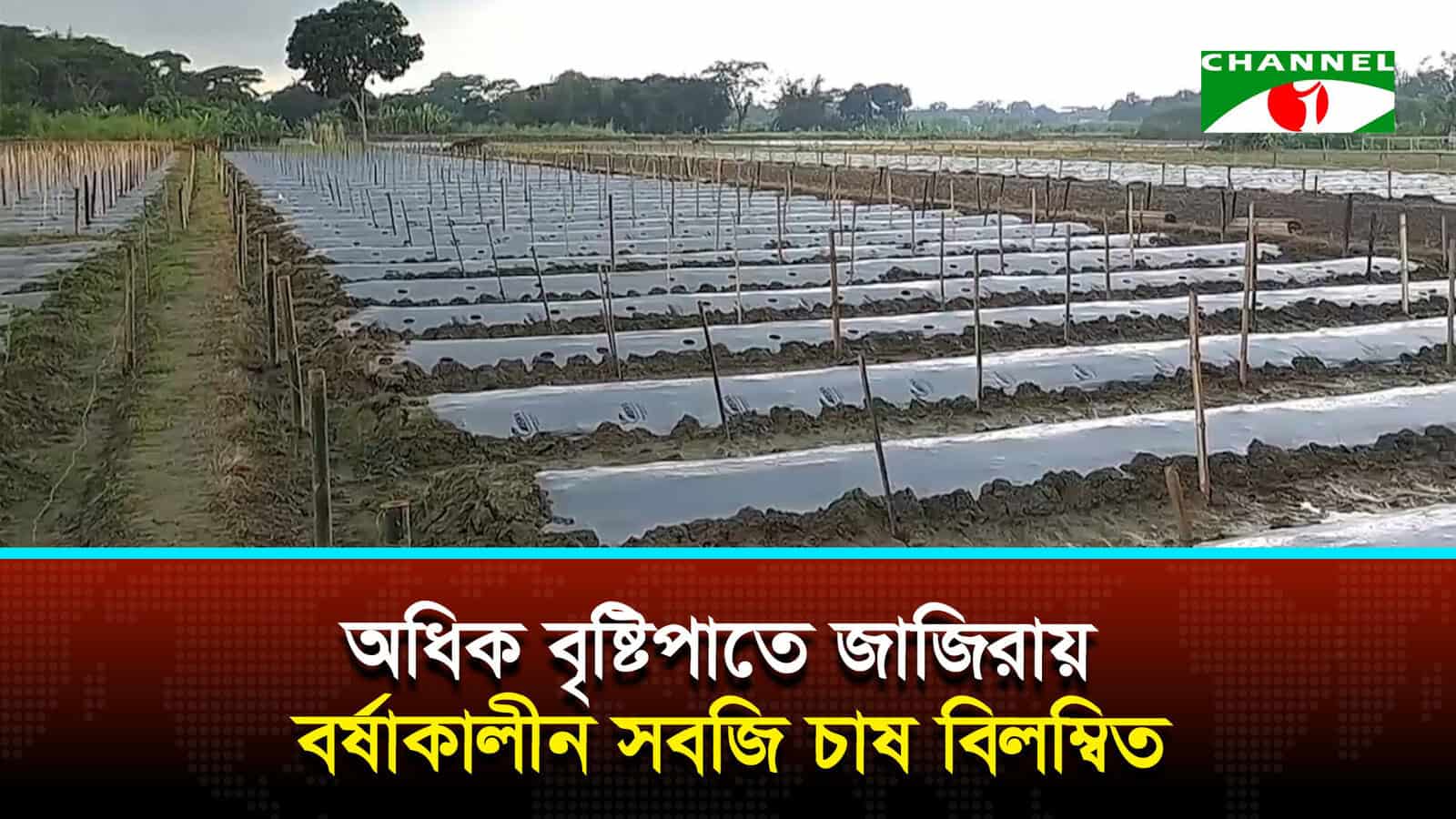 অধিক বৃষ্টিপাতে জাজিরায় বর্ষাকালীন সবজি চাষ বিলম্বিত
