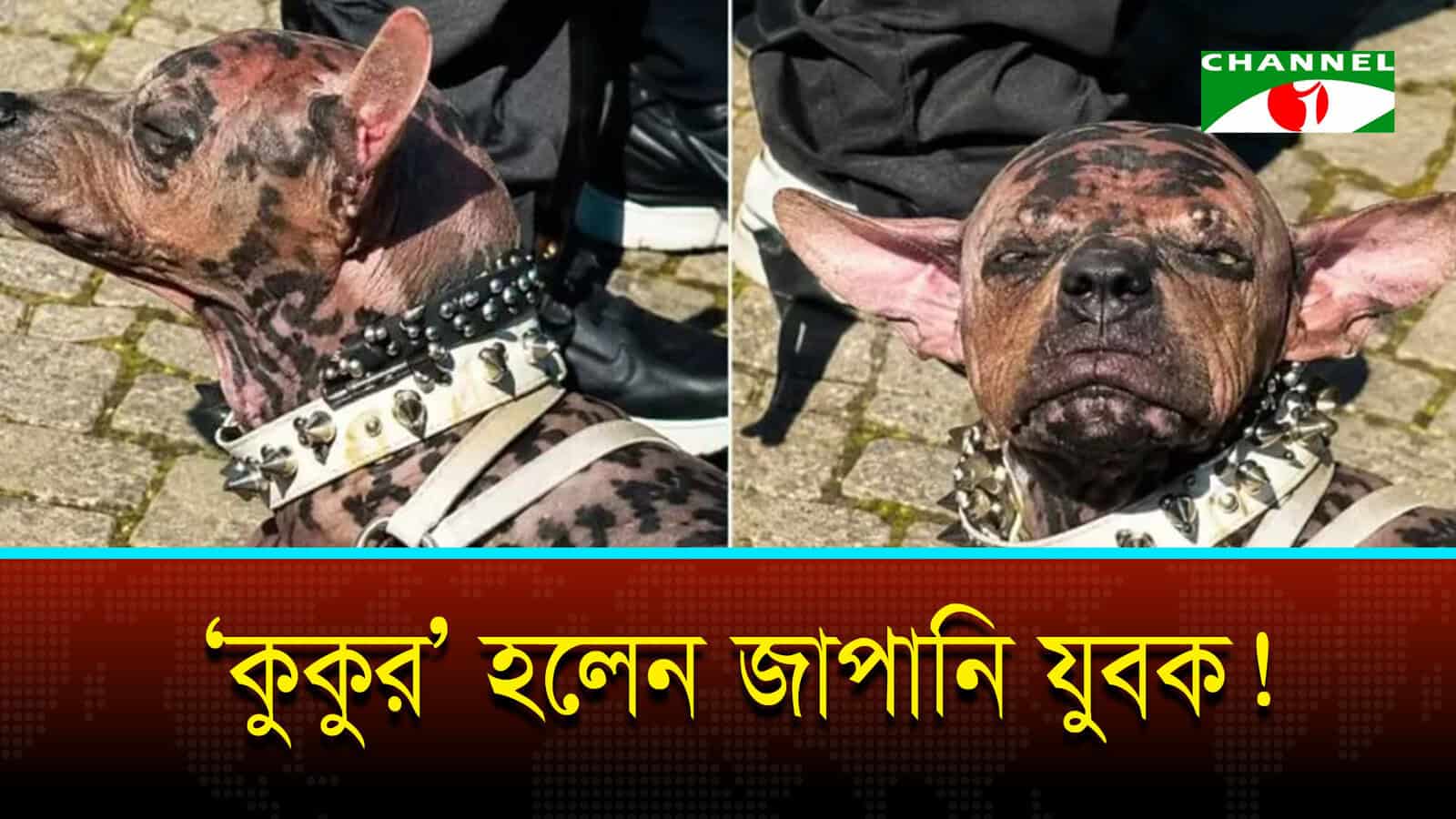 কেন মানুষ হয়েও কুকুরের জীবন বেছে নিলেন টোকো?