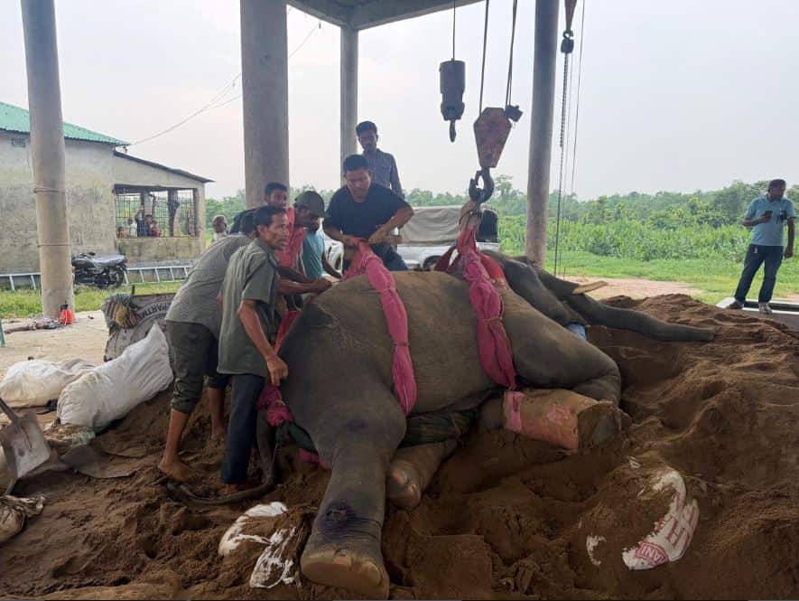 গাজীপুর সাফারি পার্কে ‘রাজু বাহাদুর’সহ মারা গেল দুটি হাতি | চ্যানেল আই অনলাইন গাজীপুর সাফারি পার্কে ‘রাজু বাহাদুর’সহ মারা গেল দুটি হাতি | চ্যানেল আই অনলাইন