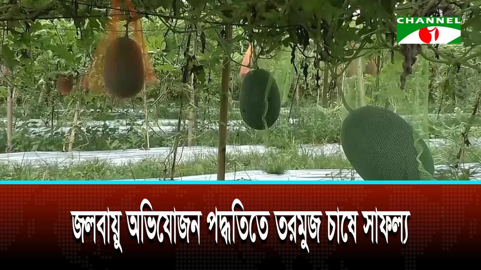 কুড়িগ্রামে জলবায়ু অভিযোজন পদ্ধতিতে তরমুজ চাষে সাফল্য