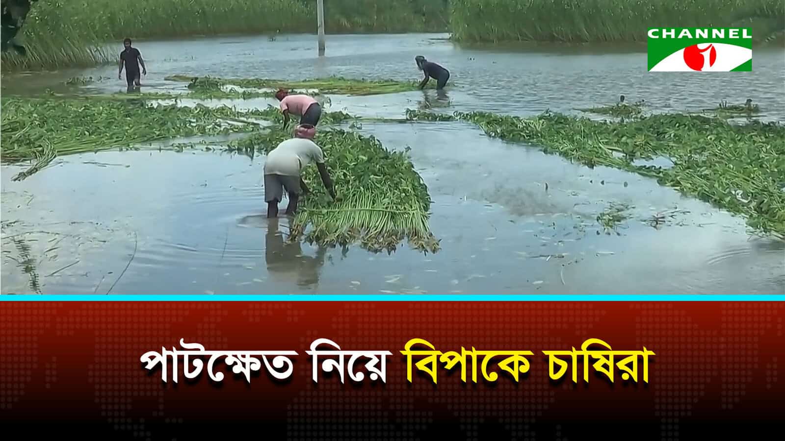 যশোরে টানা বৃষ্টিতে পাটক্ষেতের অপূরণীয় ক্ষতি